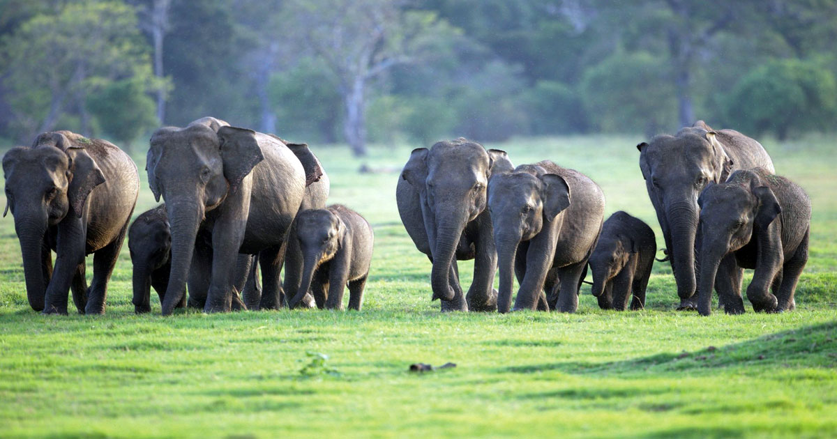 লোকালয়ে আবারও হাতির দল 1 tbn24 20240210151325 6494 Elephant