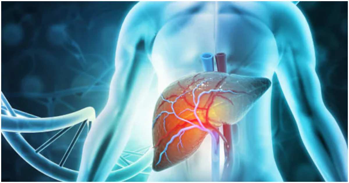 সিরোসিসের অর্থ হলো লিভাবের মারাত্মক ক্ষতি। এ ধাপে লিভারে ক্ষতচিহ্ন মারাত্মক আকারে দেখা দেয়। ছবি: এনডিটিভি