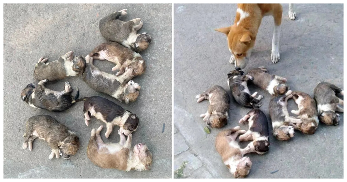 মায়ের সঙ্গে কুকুরছানার দল। কোলাজ: ইউএনবি